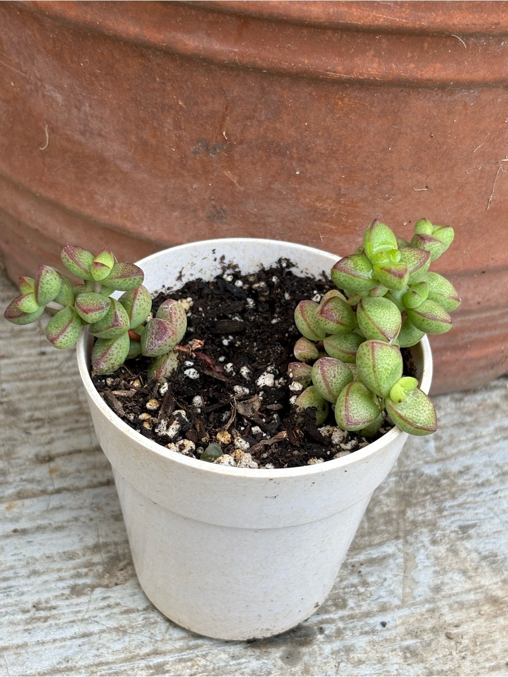 Tiny Green and Pink Succulent in White Pot - Home Accent